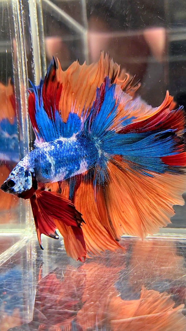 XL HALFMOON DOUBLE TAIL OVERTAIL BLUE NEMO MARBLE MULTICOLOR BETTA FISH