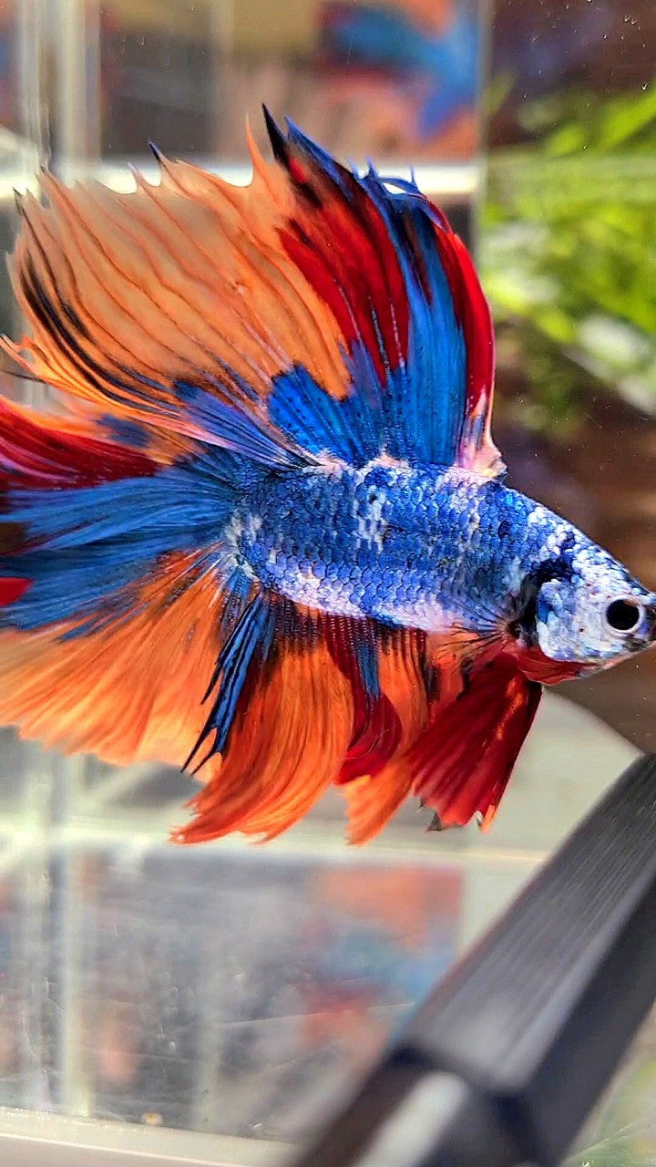 XL HALFMOON DOUBLE TAIL OVERTAIL BLUE NEMO MARBLE MULTICOLOR BETTA FISH