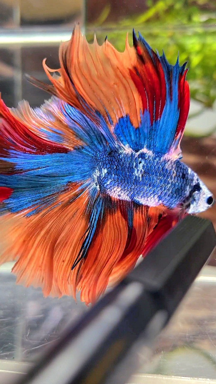 XL HALFMOON DOUBLE TAIL OVERTAIL BLUE NEMO MARBLE MULTICOLOR BETTA FISH