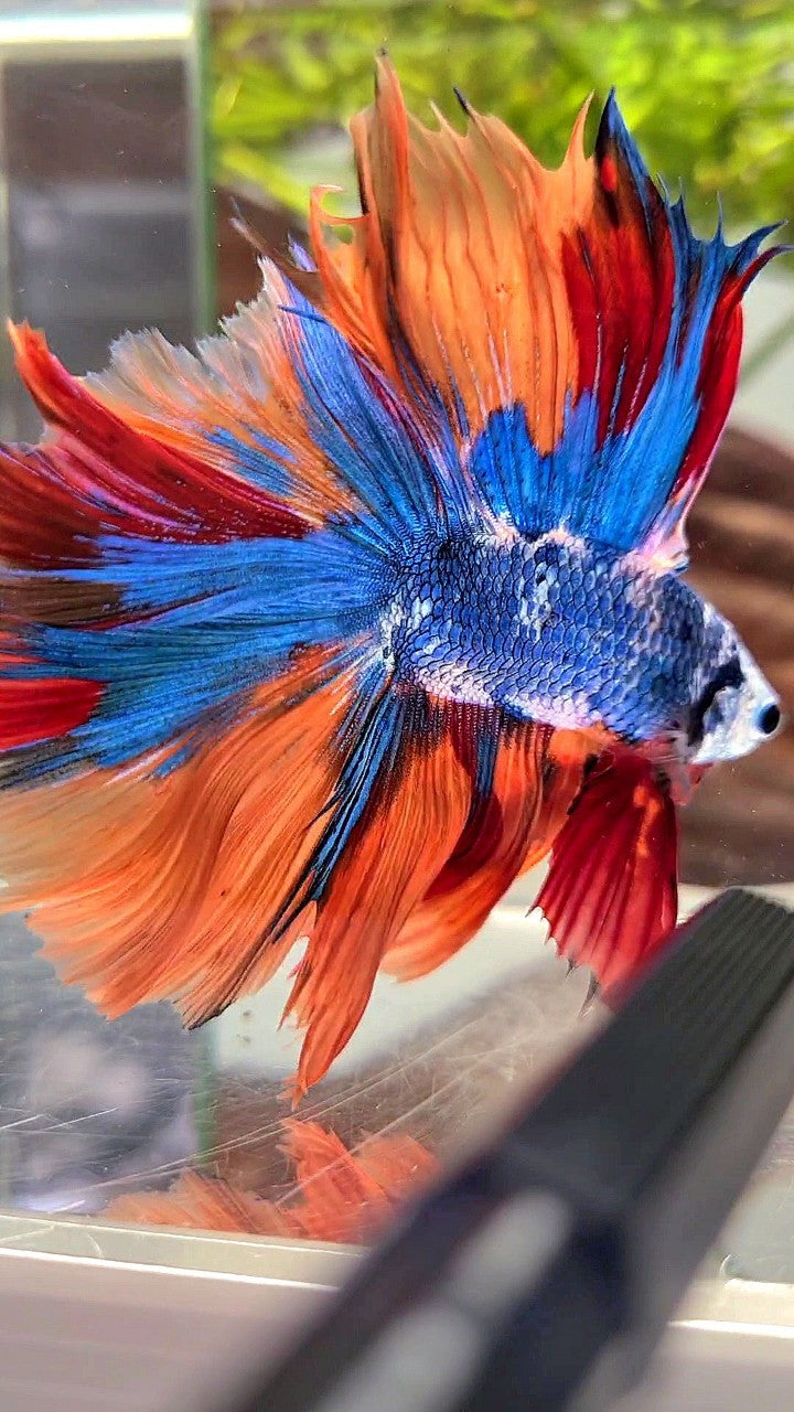 XL HALFMOON DOUBLE TAIL OVERTAIL BLUE NEMO MARBLE MULTICOLOR BETTA FISH