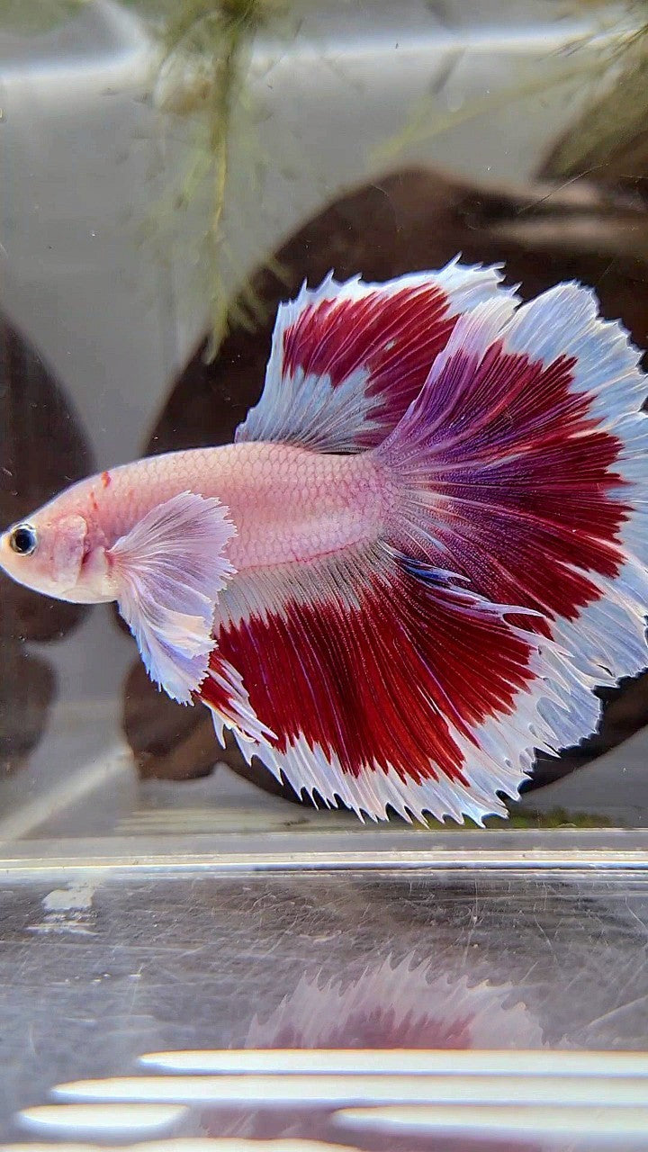 HALFMOON DUMBO EAR ROSETAIL AOC CELLOPHANE RED PATTERN BUTTERFLY BETTA FISH