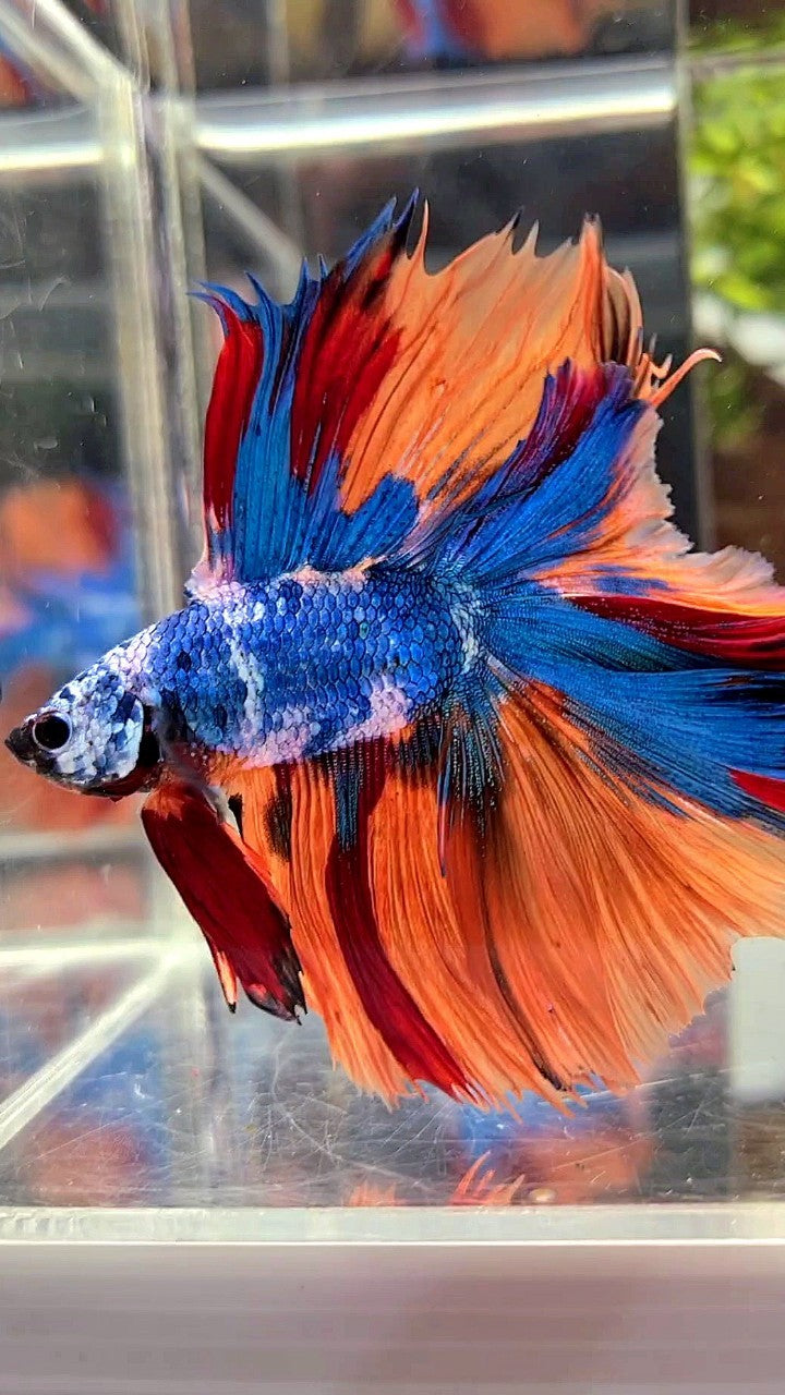 XL HALFMOON DOUBLE TAIL OVERTAIL BLUE NEMO MARBLE MULTICOLOR BETTA FISH