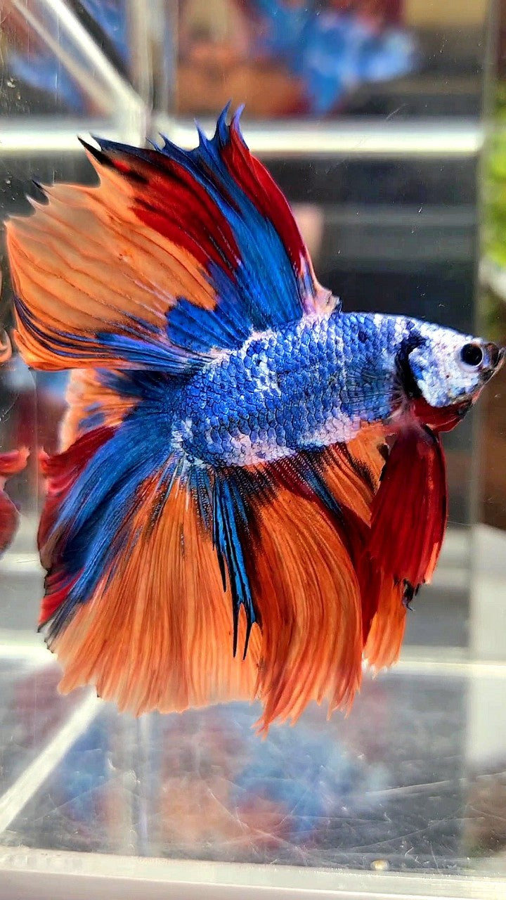 XL HALFMOON DOUBLE TAIL OVERTAIL BLUE NEMO MARBLE MULTICOLOR BETTA FISH