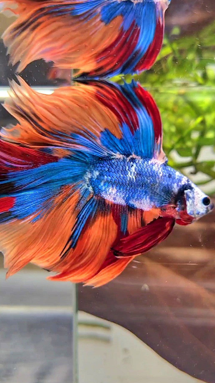 XL HALFMOON DOUBLE TAIL OVERTAIL BLUE NEMO MARBLE MULTICOLOR BETTA FISH