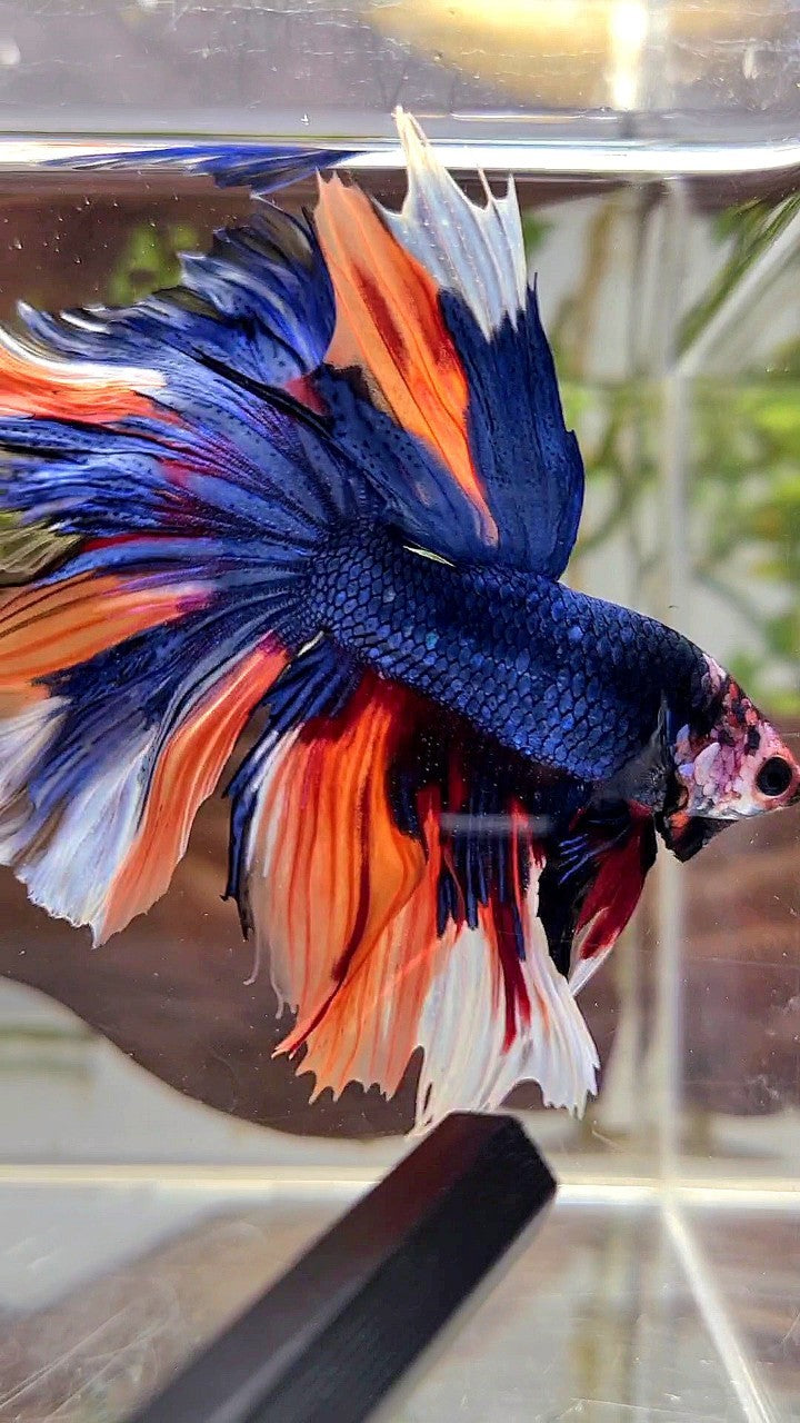 HALFMOON ROSETAIL DARK BLUE NEMO MULTICOLOR BETTA FISH