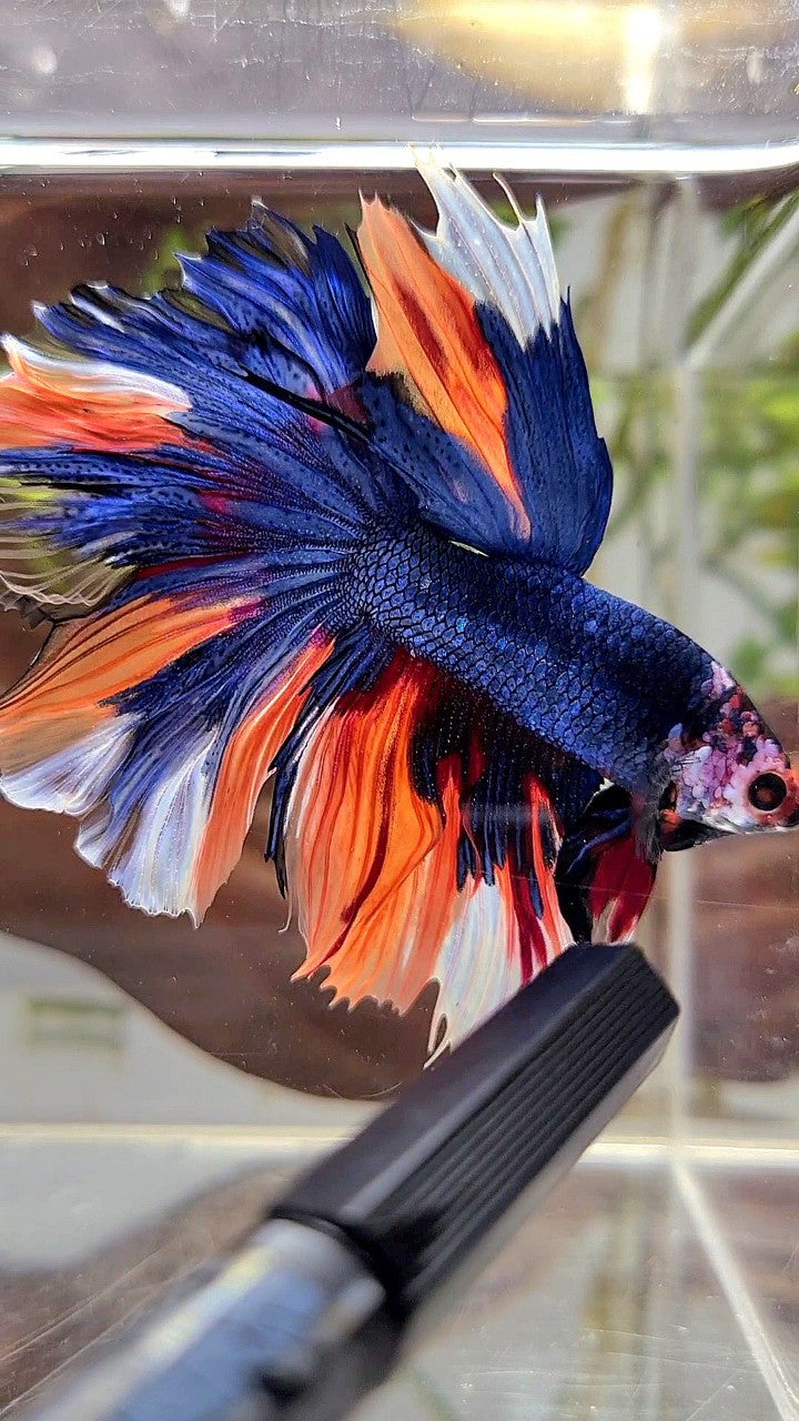 HALFMOON ROSETAIL DARK BLUE NEMO MULTICOLOR BETTA FISH