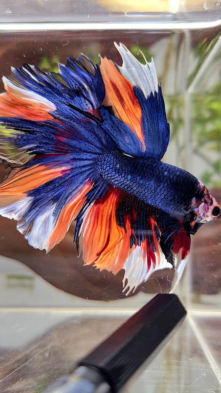 HALFMOON ROSETAIL DARK BLUE NEMO MULTICOLOR BETTA FISH