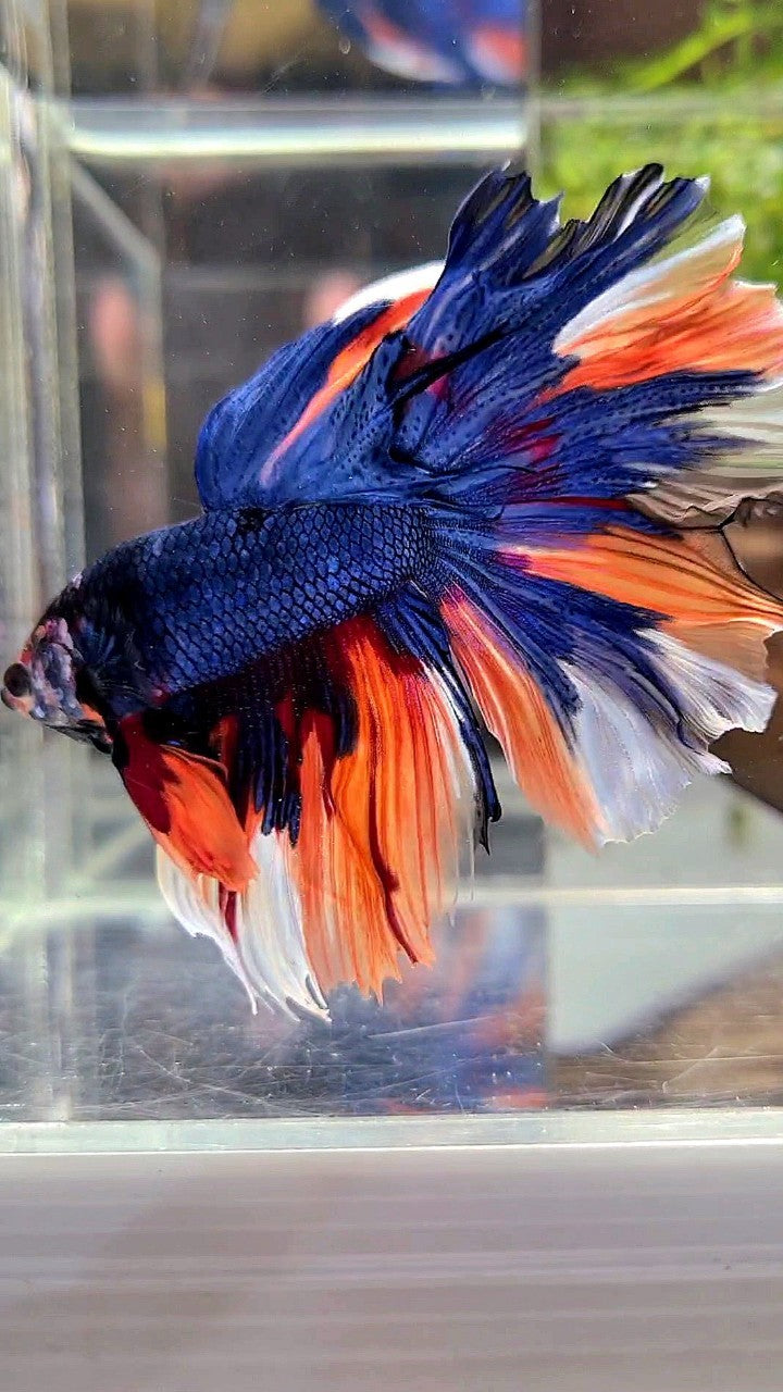 HALFMOON ROSETAIL DARK BLUE NEMO MULTICOLOR BETTA FISH