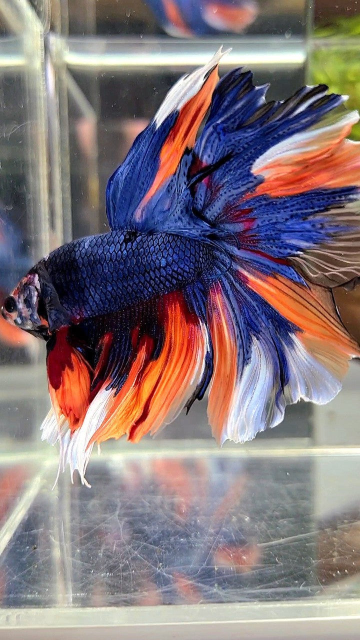 HALFMOON ROSETAIL DARK BLUE NEMO MULTICOLOR BETTA FISH