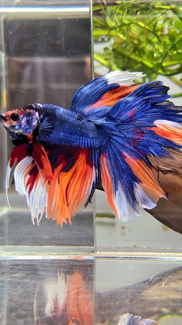 HALFMOON ROSETAIL DARK BLUE NEMO MULTICOLOR BETTA FISH