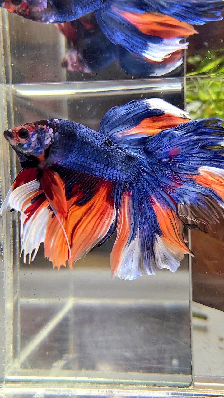 HALFMOON ROSETAIL DARK BLUE NEMO MULTICOLOR BETTA FISH