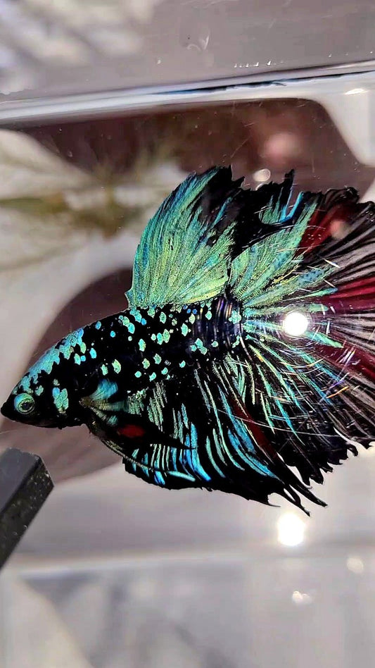 XL HALFMOON ROSETAIL BLACKSTAR GALAXY AVATAR BLUE BETTA FISH