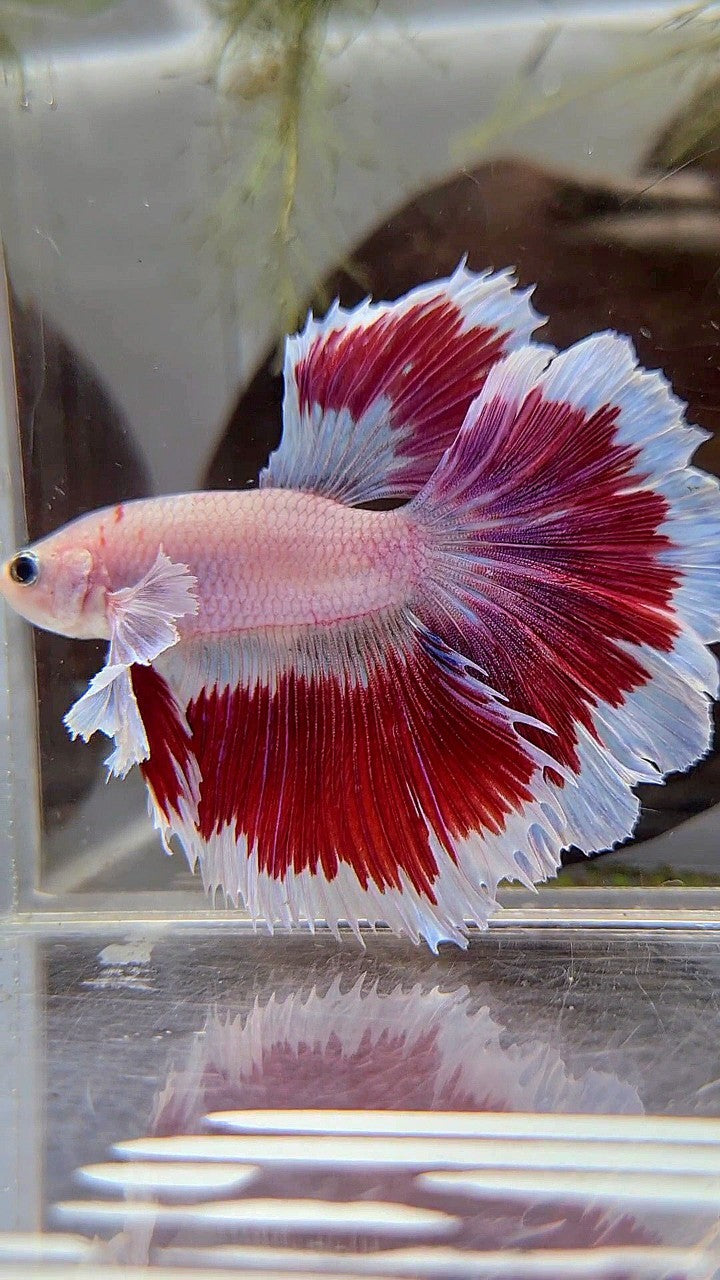 HALFMOON DUMBO EAR ROSETAIL AOC CELLOPHANE RED PATTERN BUTTERFLY BETTA FISH