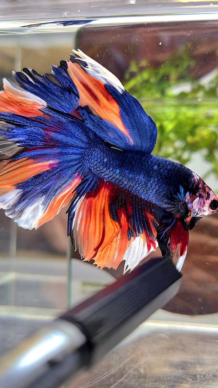 HALFMOON ROSETAIL DARK BLUE NEMO MULTICOLOR BETTA FISH