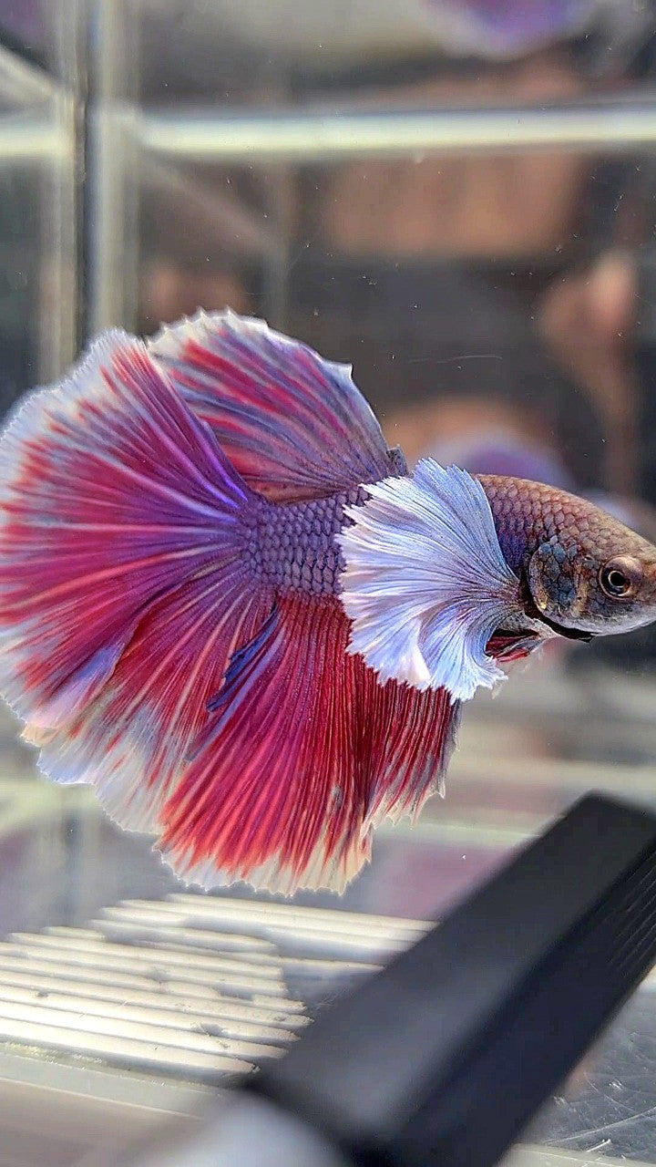 HALFMOON DUMBO EAR PURPLE BETTA FISH