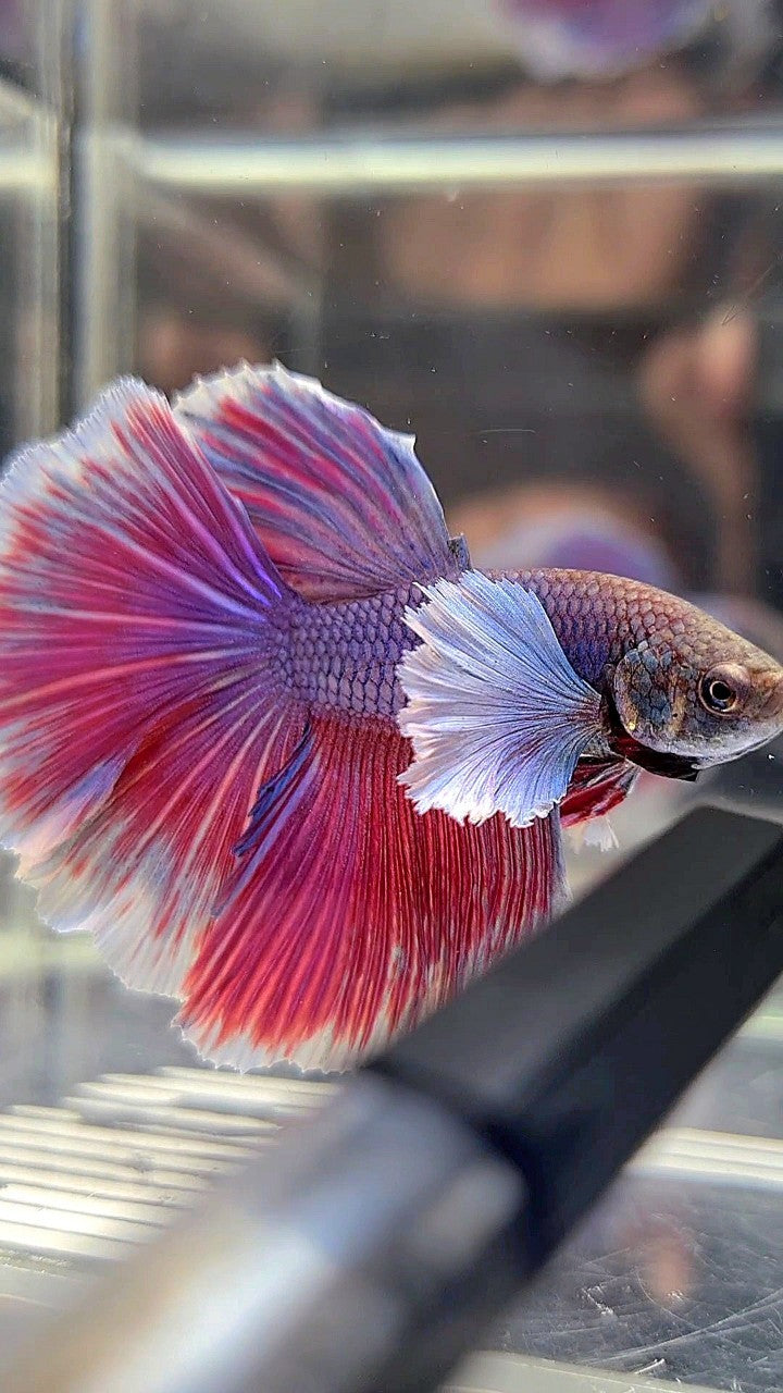 HALFMOON DUMBO EAR PURPLE BETTA FISH