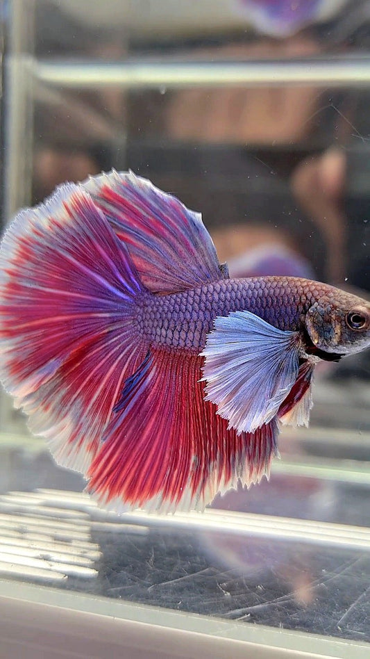 HALFMOON DUMBO EAR PURPLE BETTA FISH