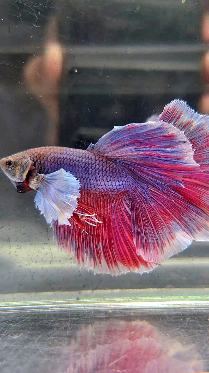 HALFMOON DUMBO EAR PURPLE BETTA FISH