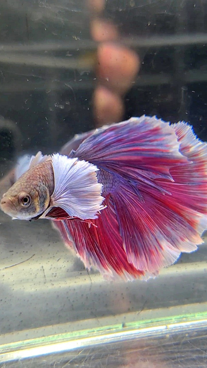 HALFMOON DUMBO EAR PURPLE BETTA FISH