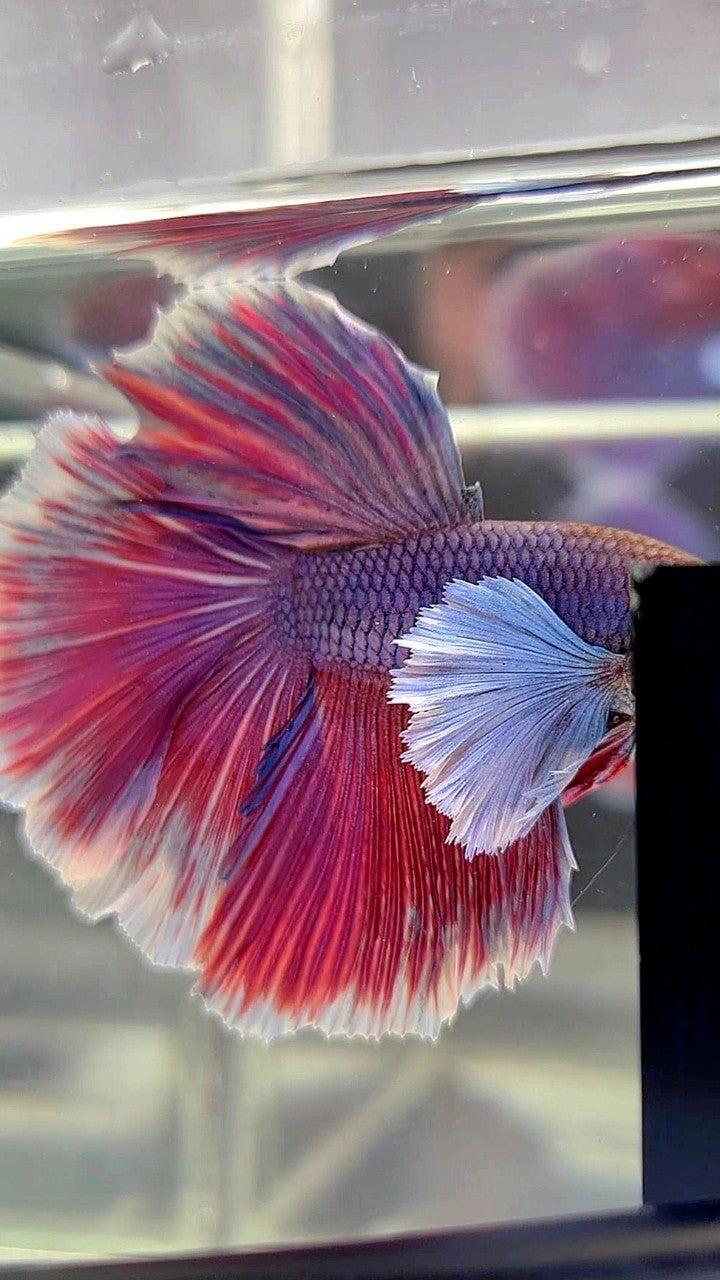 HALFMOON DUMBO EAR PURPLE BETTA FISH