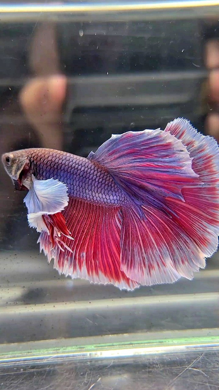 HALFMOON DUMBO EAR PURPLE BETTA FISH