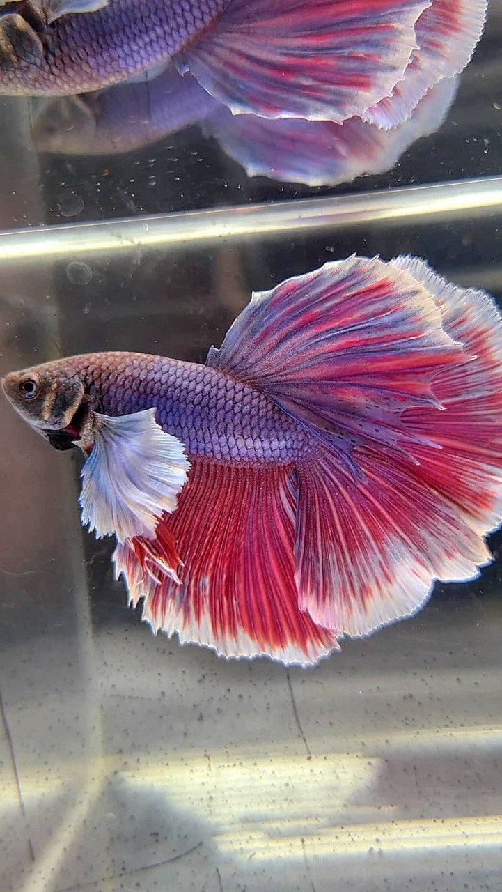 HALFMOON DUMBO EAR PURPLE BETTA FISH