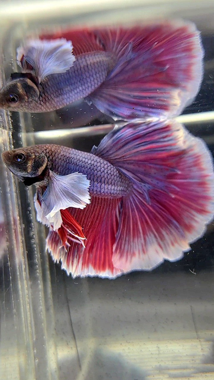 HALFMOON DUMBO EAR PURPLE BETTA FISH