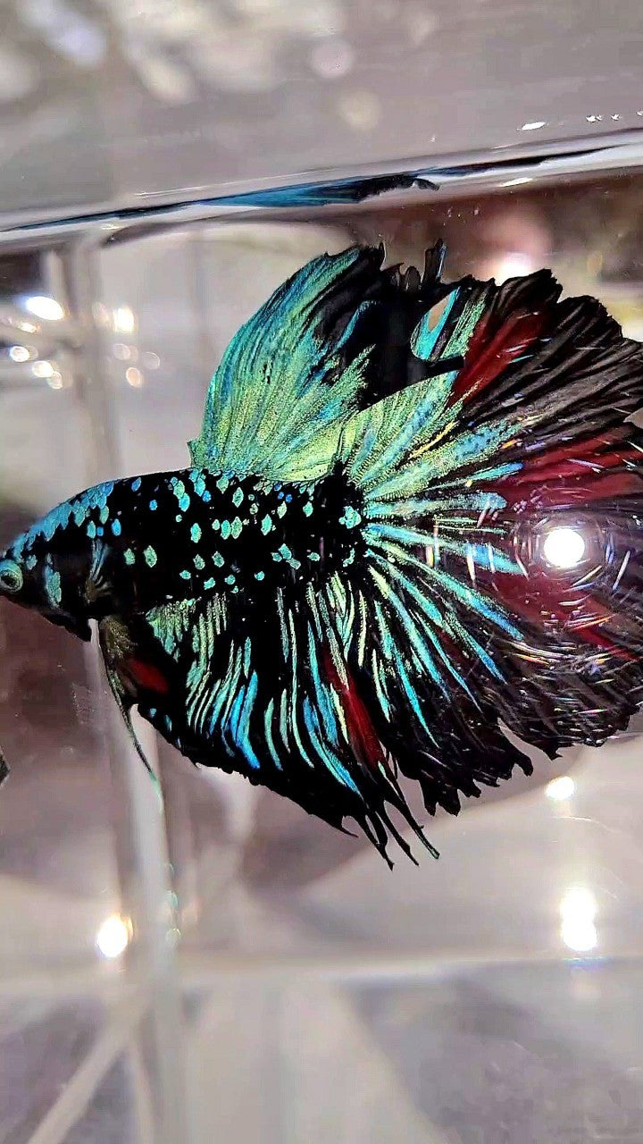 XL HALFMOON ROSETAIL BLACKSTAR GALAXY AVATAR BLUE BETTA FISH