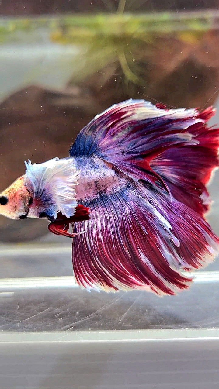 XL HALFMOON DUMBO EAR PURPLE RED MASCOT BETTA FISH