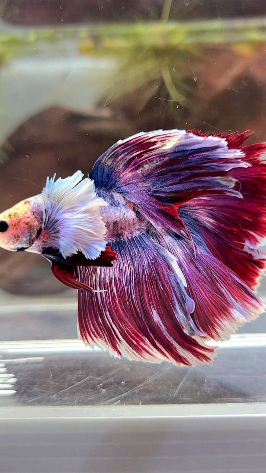 XL HALFMOON DUMBO EAR PURPLE RED MASCOT BETTA FISH