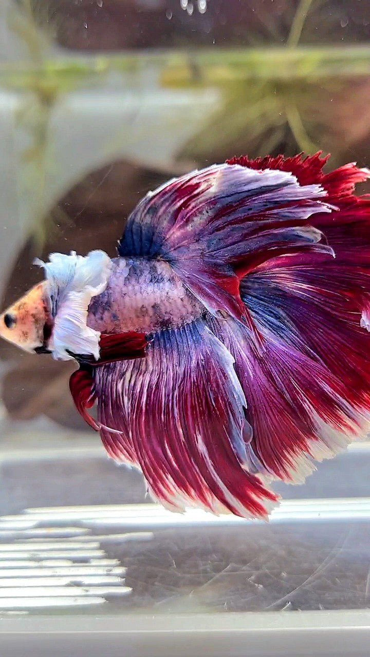 XL HALFMOON DUMBO EAR PURPLE RED MASCOT BETTA FISH