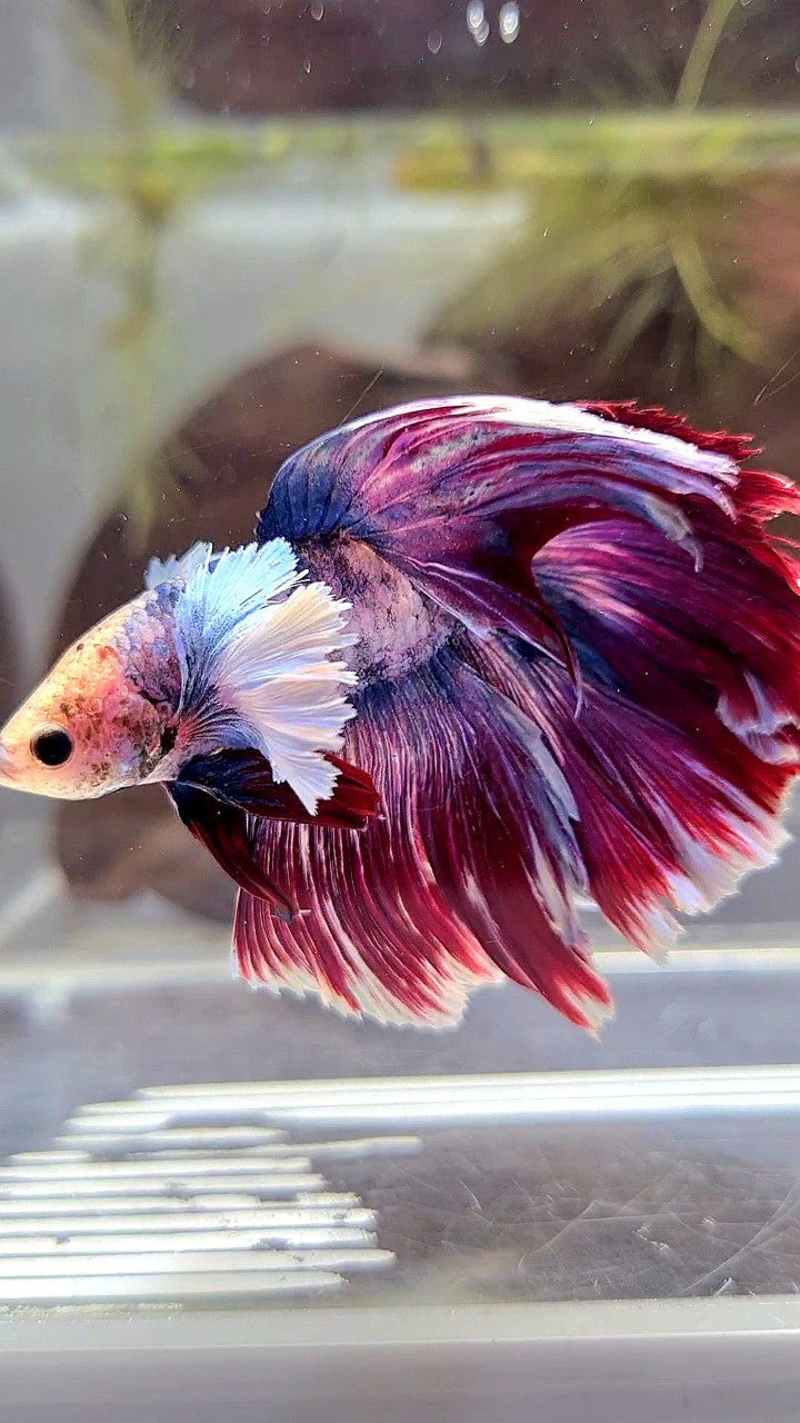 XL HALFMOON DUMBO EAR PURPLE RED MASCOT BETTA FISH