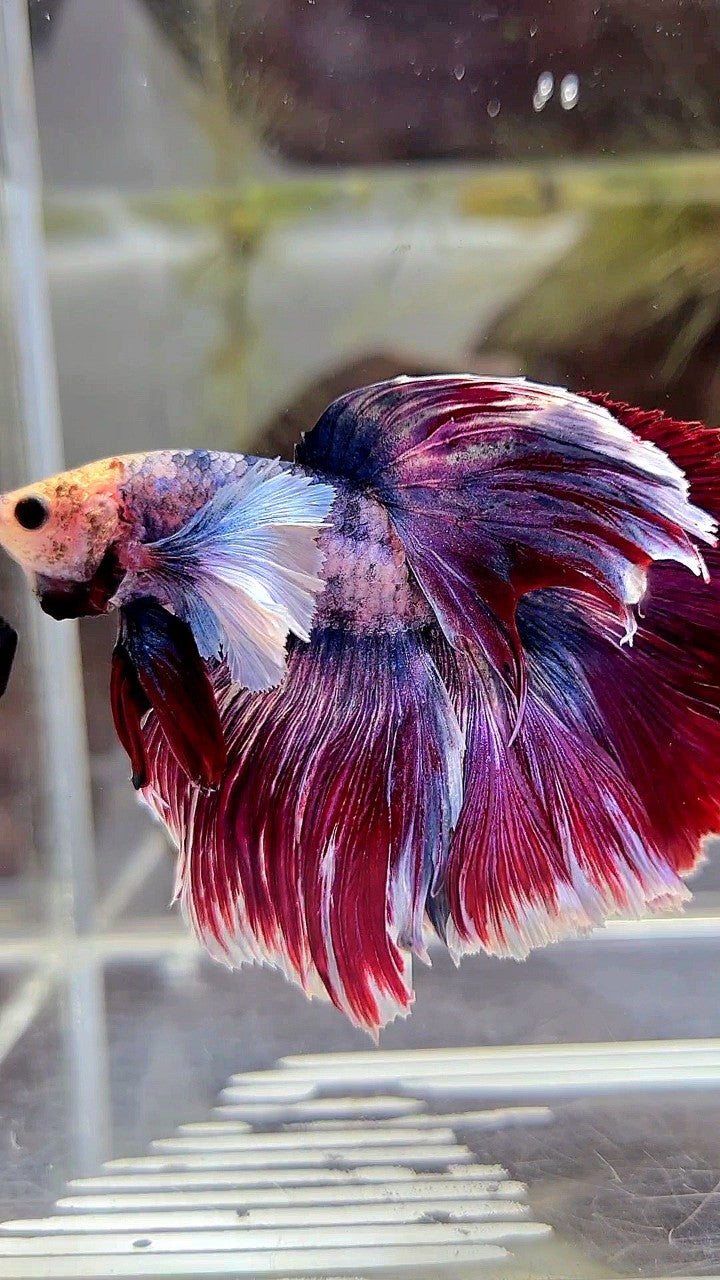 XL HALFMOON DUMBO EAR PURPLE RED MASCOT BETTA FISH