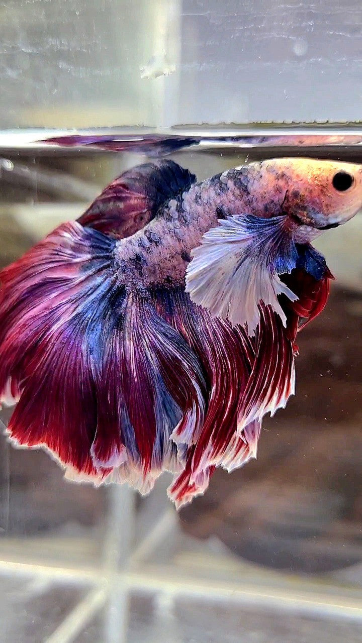 XL HALFMOON DUMBO EAR PURPLE RED MASCOT BETTA FISH