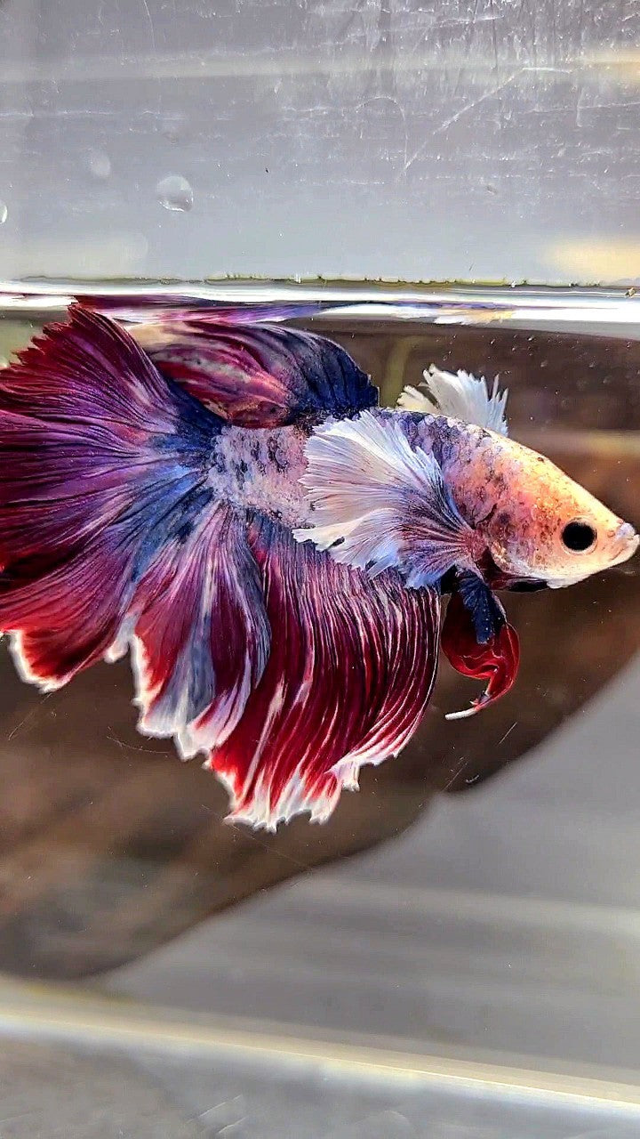 XL HALFMOON DUMBO EAR PURPLE RED MASCOT BETTA FISH