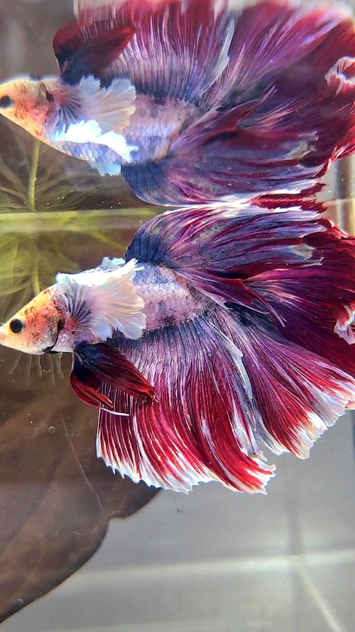 XL HALFMOON DUMBO EAR PURPLE RED MASCOT BETTA FISH