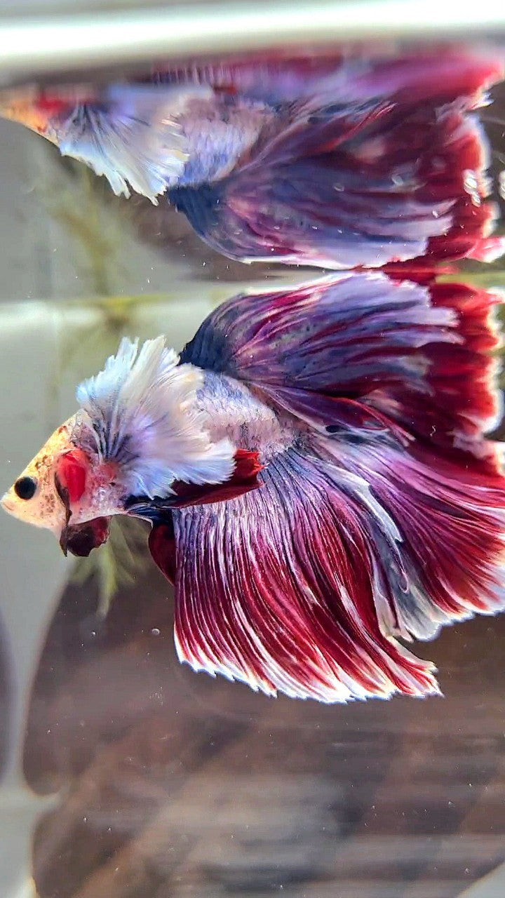 XL HALFMOON DUMBO EAR PURPLE RED MASCOT BETTA FISH