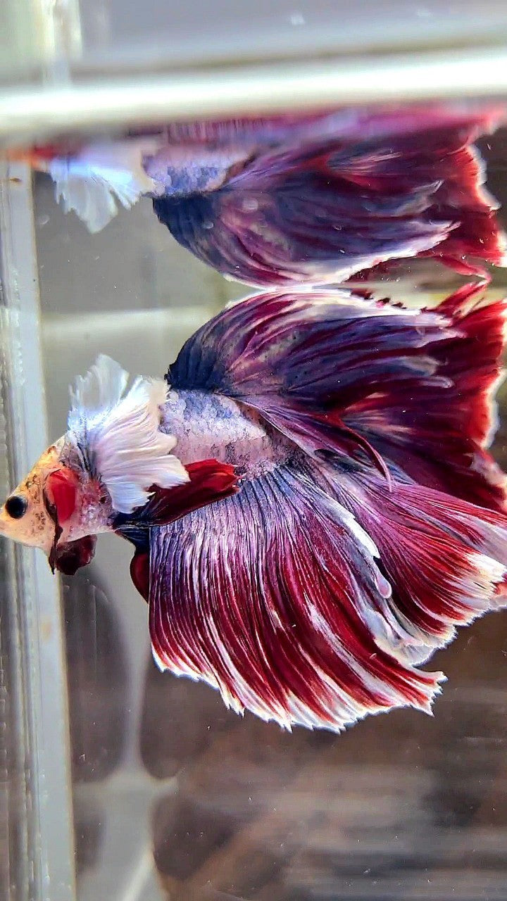 XL HALFMOON DUMBO EAR PURPLE RED MASCOT BETTA FISH