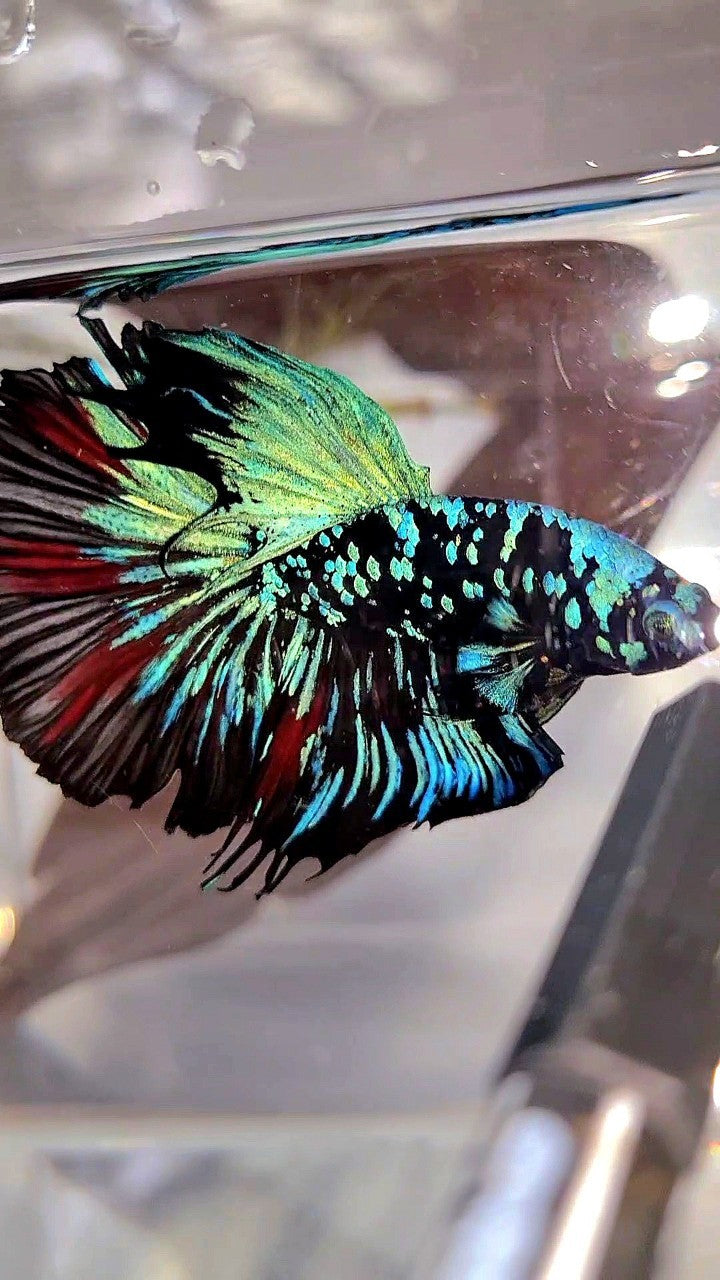 XL HALFMOON ROSETAIL BLACKSTAR GALAXY AVATAR BLUE BETTA FISH