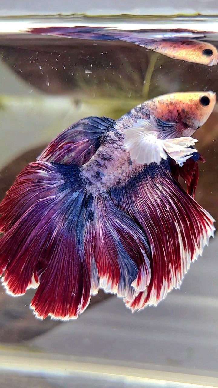 XL HALFMOON DUMBO EAR PURPLE RED MASCOT BETTA FISH