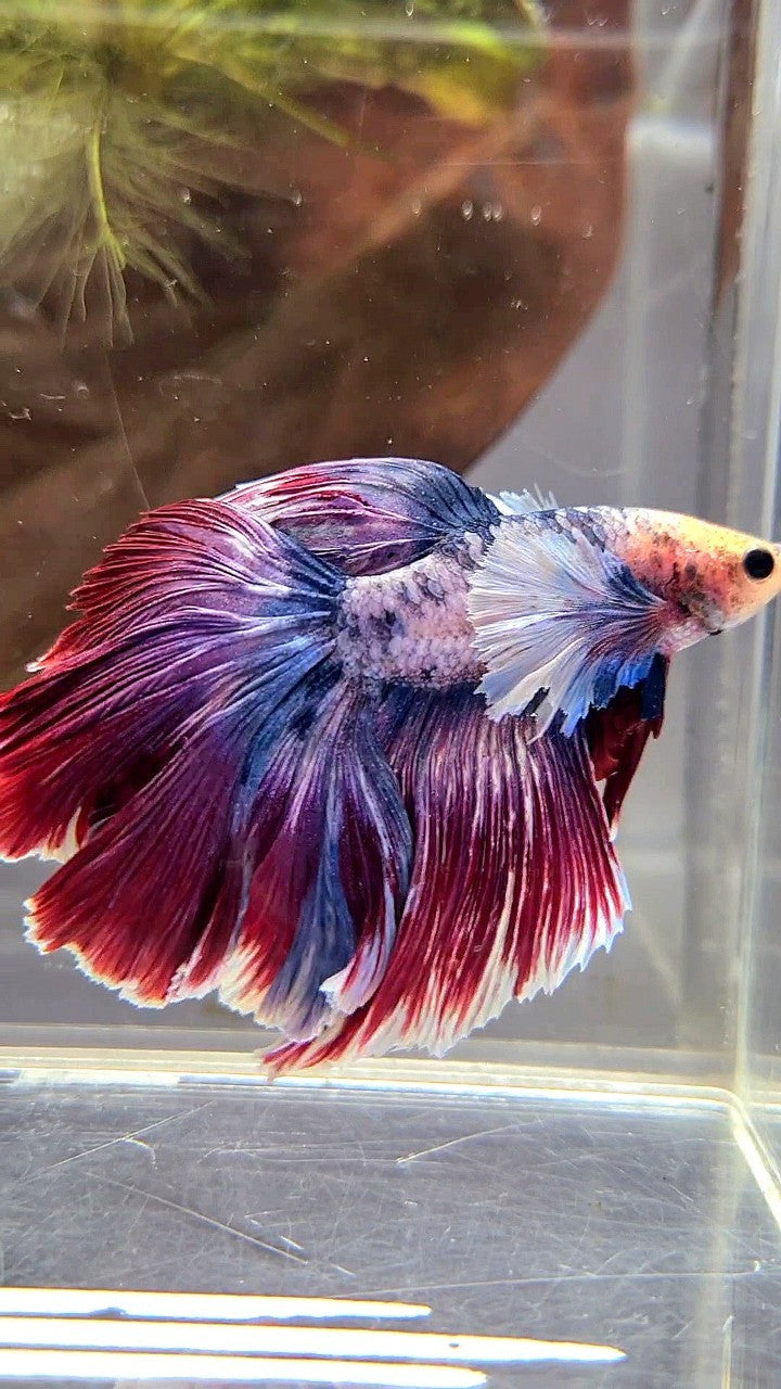 XL HALFMOON DUMBO EAR PURPLE RED MASCOT BETTA FISH