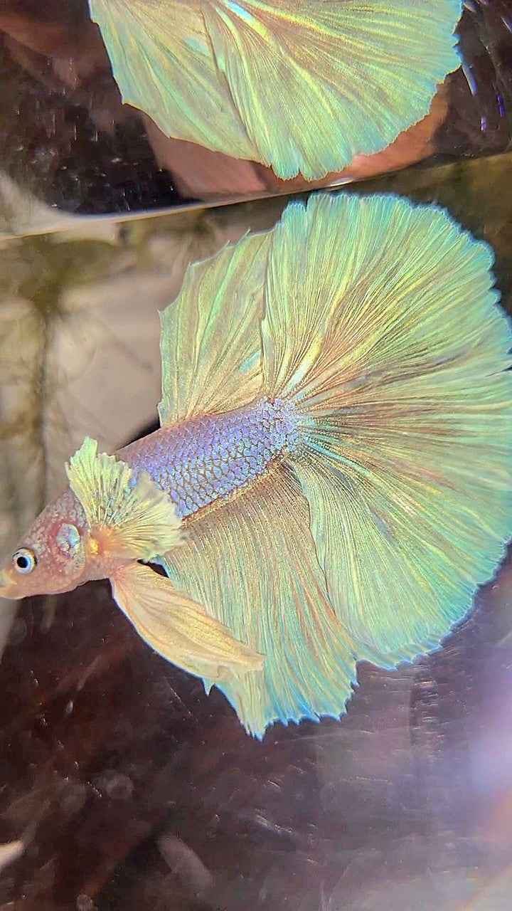 HALFMOON DUMBO EAR WHITE UNICORN BETTA FISH