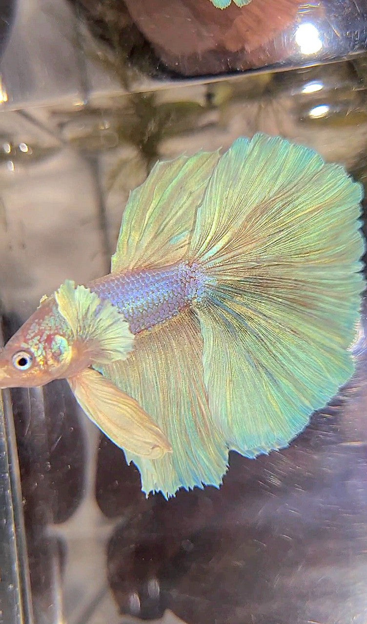 HALFMOON DUMBO EAR WHITE UNICORN BETTA FISH