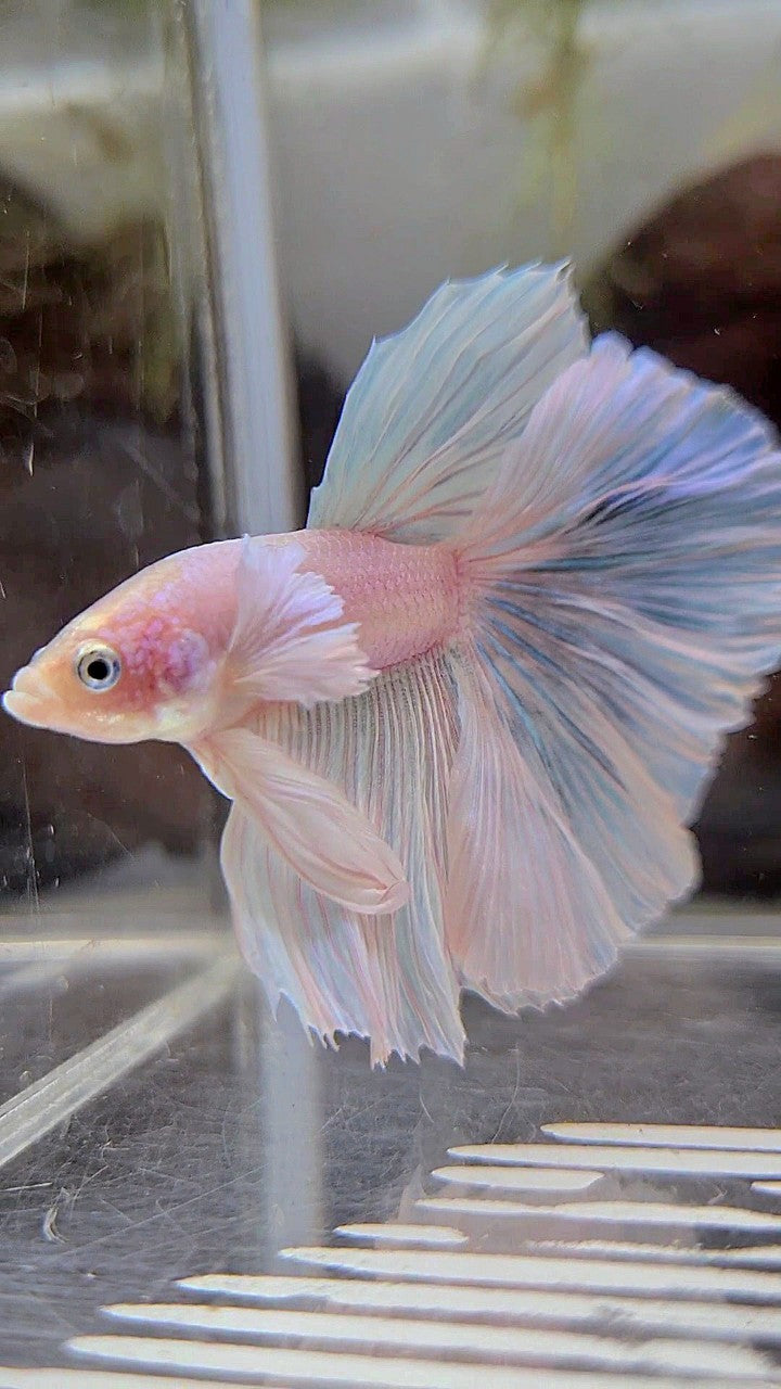 HALFMOON DUMBO EAR WHITE UNICORN BETTA FISH