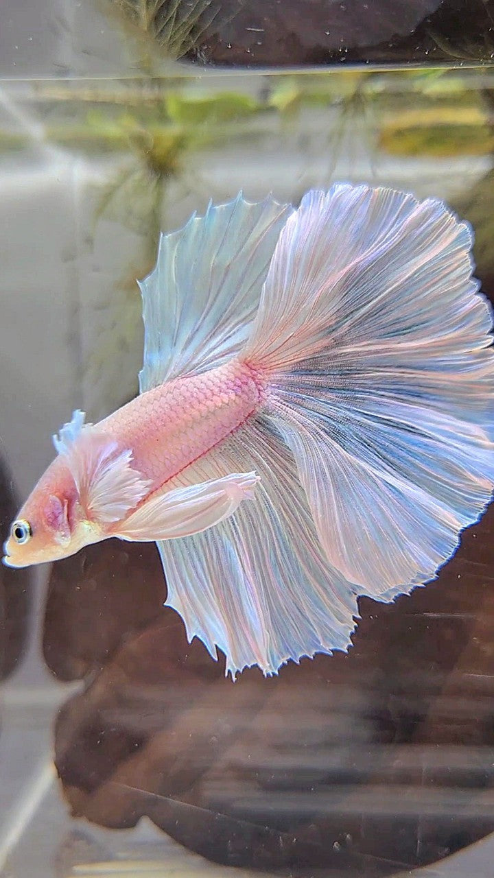 HALFMOON DUMBO EAR WHITE UNICORN BETTA FISH