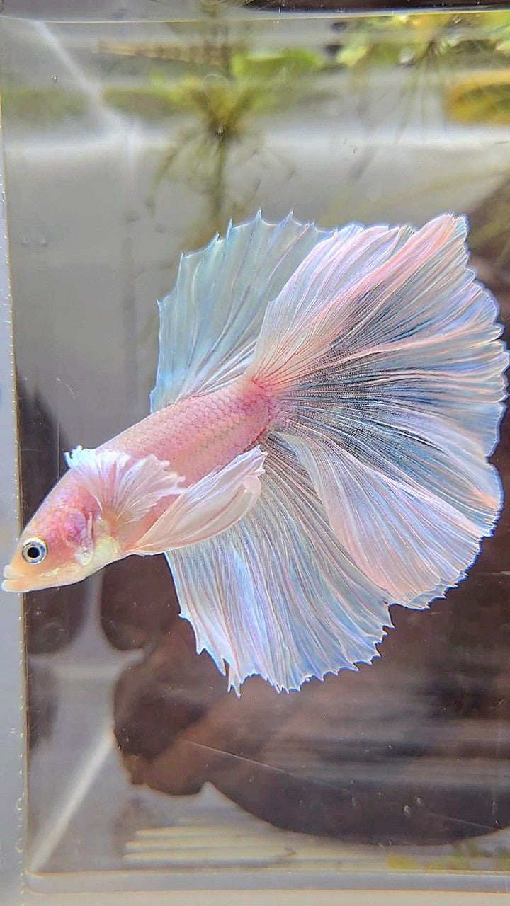 HALFMOON DUMBO EAR WHITE UNICORN BETTA FISH