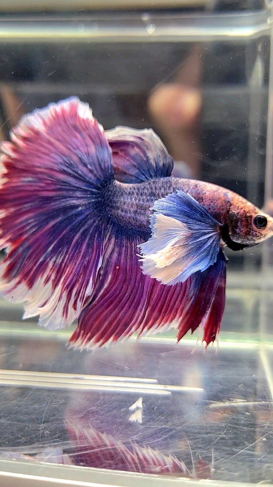 XL HALFMOON SUPER DUMBO EAR ROSETAIL PURPLE GRIZZLE BETTA FISH