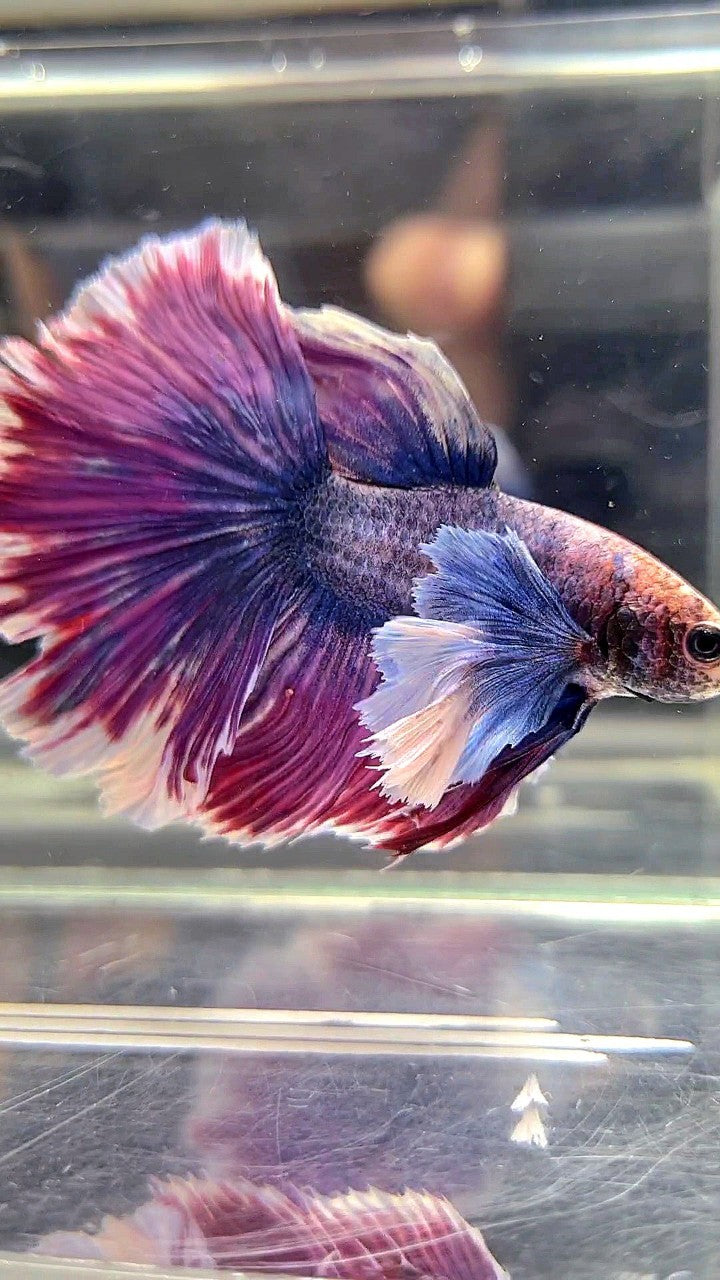 XL HALFMOON SUPER DUMBO EAR ROSETAIL PURPLE GRIZZLE BETTA FISH