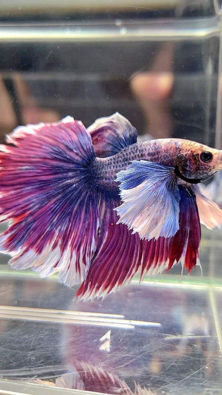 XL HALFMOON SUPER DUMBO EAR ROSETAIL PURPLE GRIZZLE BETTA FISH