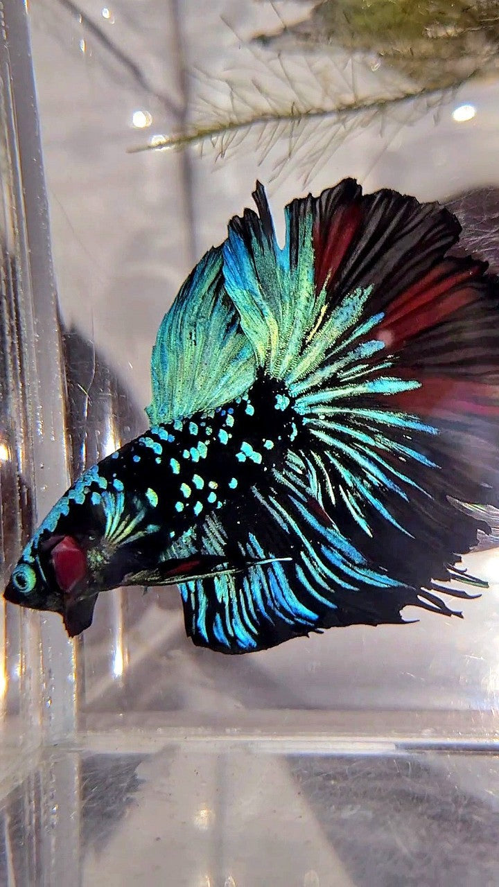 XL HALFMOON ROSETAIL BLACKSTAR GALAXY AVATAR BLUE BETTA FISH